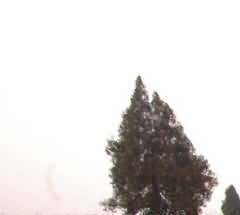 卖地留坟