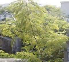 常态空间行为的基本特征