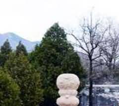青山白化现象日益严重
