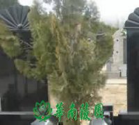 密宗二居士