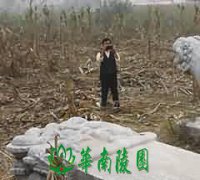 洛阳孝行图图像的教化功能