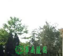艺人的利益动机:争利市钱
