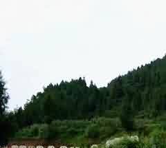 宗室特殊身份之故