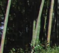 丧礼中的其它以礼入法现象